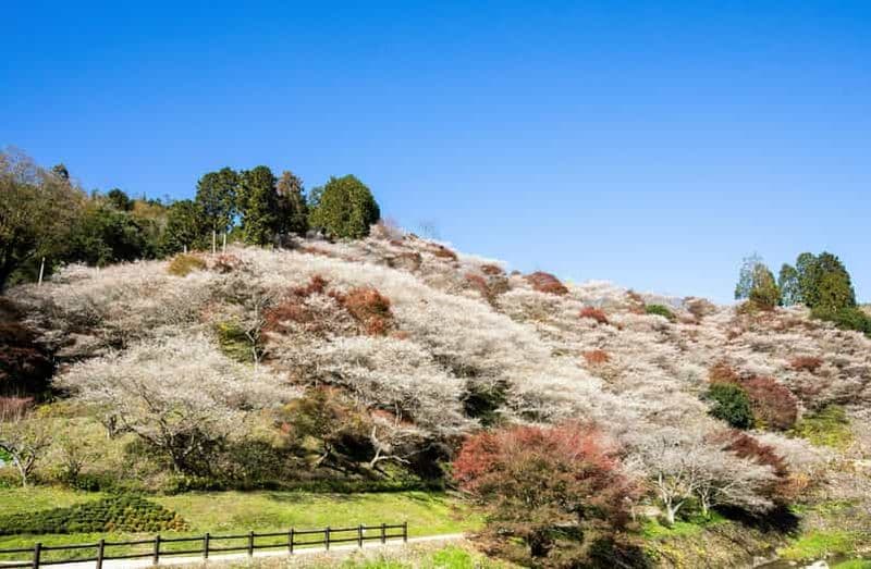 Shin-Toyota : visite en bus de Korankei/Obara avec dégustation de kakis