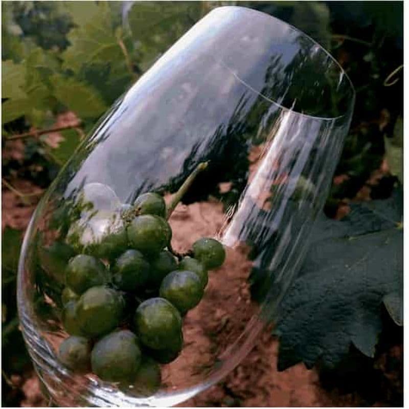 Billet Haro La Rioja : City Tour Express + Dégustation de vin + Dégustation de 2 vins