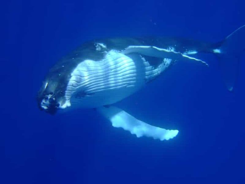 Billet Visite privée d'observation des baleines et baignade à Bora Bora