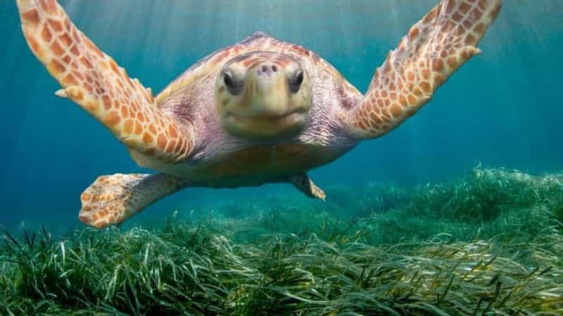 Billet Côte d'Azur : Billet d'entrée à Marineland