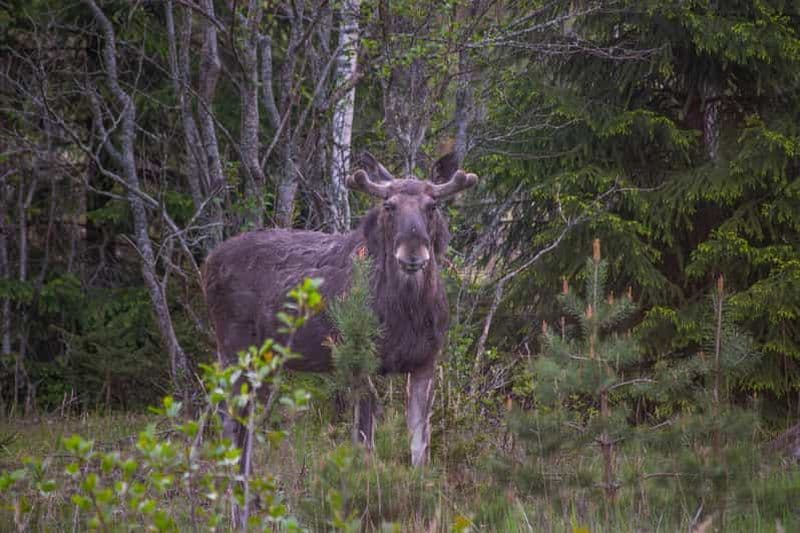 Safari d'élans et dîner autour d'un feu de camp depuis Helsinki