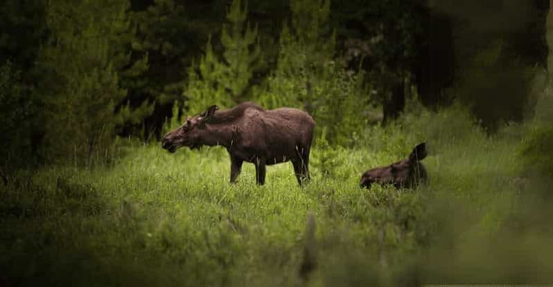Billet Säfsen : safari à la découverte des élans et de la nature sauvage
