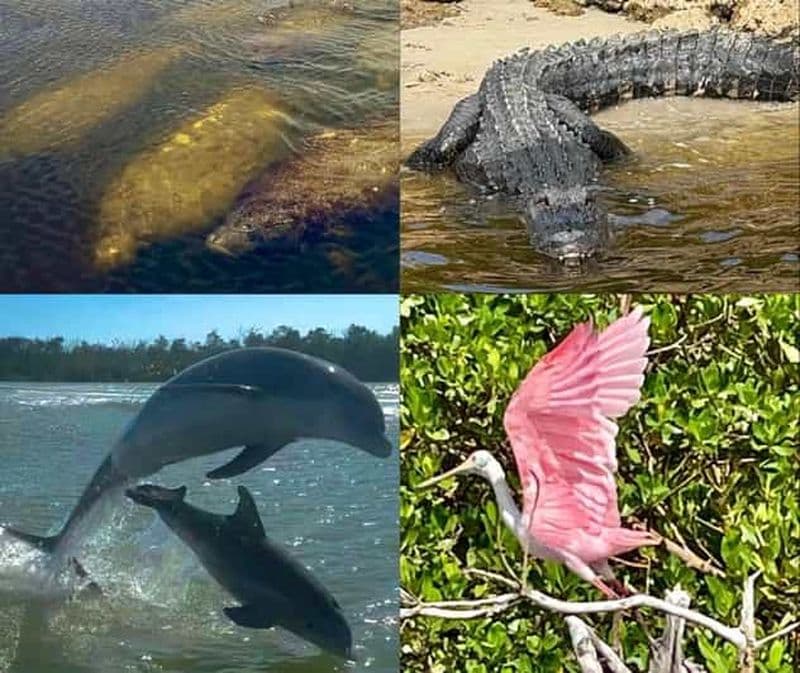 Naples, FL : Manatee, dauphins, 10.000 Islands Beach Eco Tour