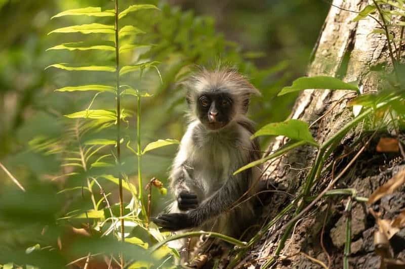 Billet Zanzibar, visite de la grotte de Salaam, The Rock, grotte de Kuza, plage de Paje
