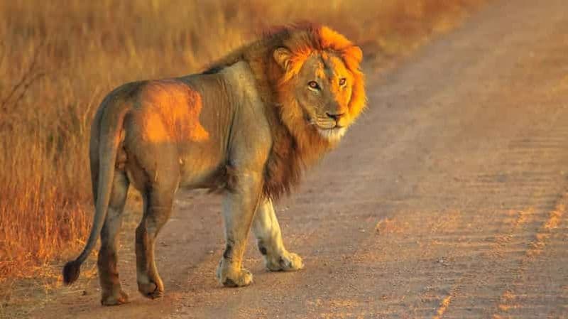 Billet Le Cap : Safari privé dans la réserve d'Aquila avec déjeuner dans un vignoble