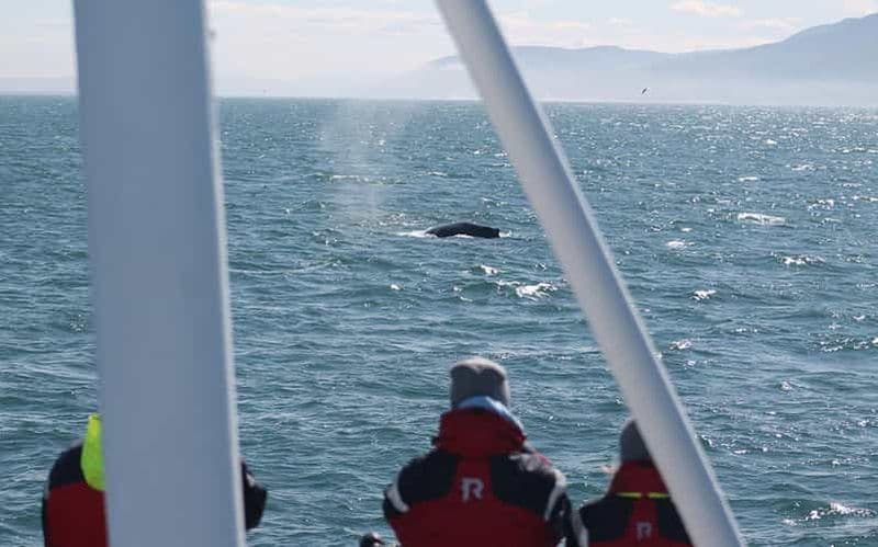 Húsavík : observation des baleines – entreprise familiale avec sièges intérieurs