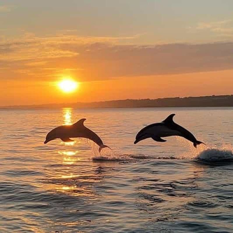 Billet Medulin : excursion au coucher du soleil avec dauphins (85 % de chance), boissons et dîner