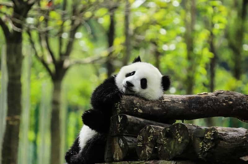 Billet Excursion d'une demi-journée à la base du panda géant de Chengdu (guide touristique en anglais)