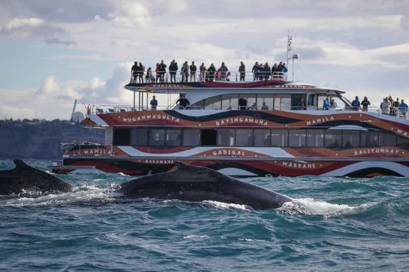 Sydney : Croisière express de 2 heures pour observer les baleines