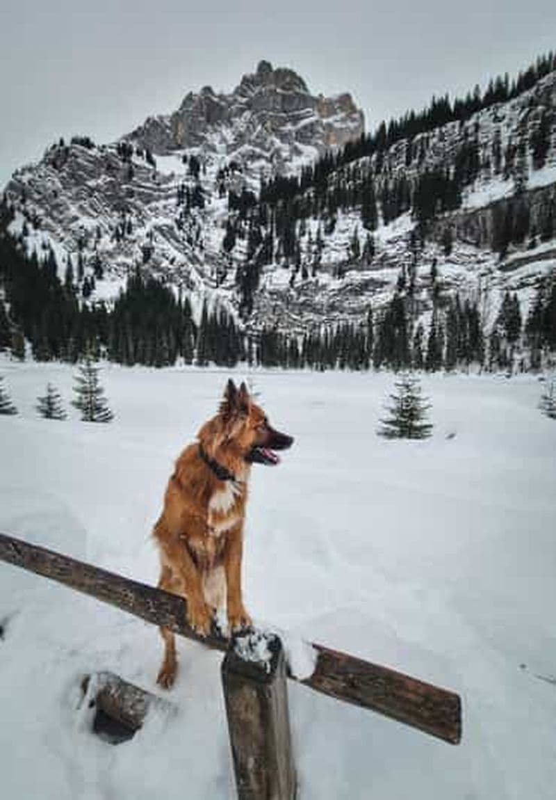 Billet Suisse : visite privée en raquettes à neige