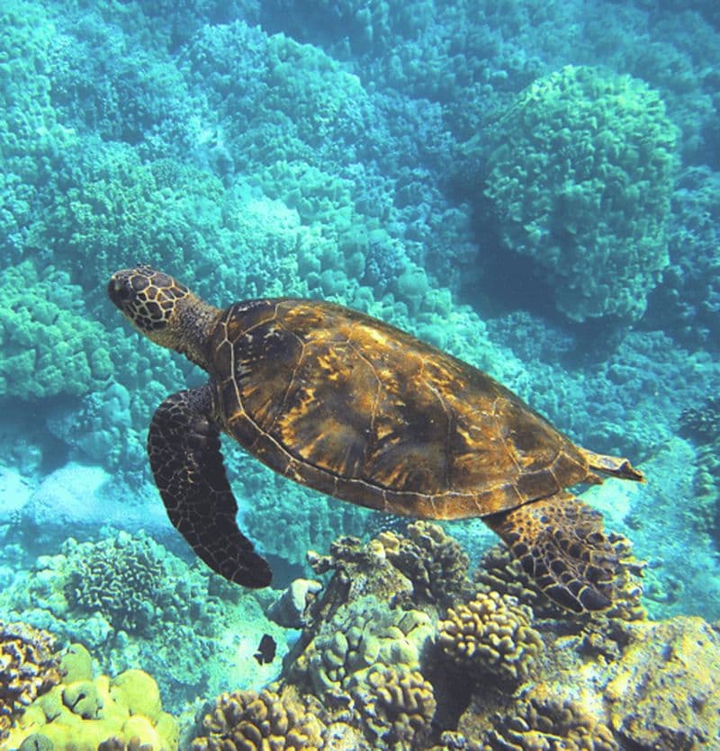 Sortie Snorkeling en palmes, masque, tuba sur la barrière de corail !