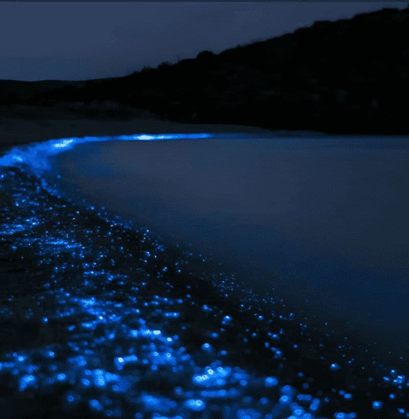 Billet Carthagène : excursion à Playa Tranquila avec plongée avec tuba + plancton lumineux et parasol