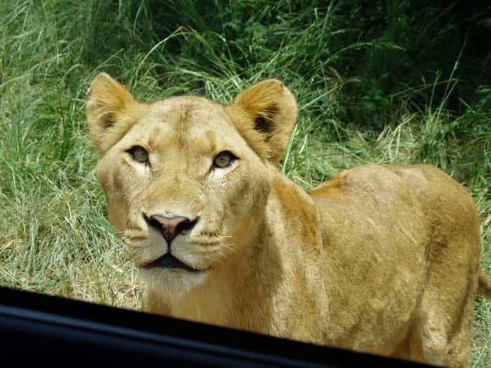 Au départ de Durban : Safari et visite du village de PheZulu