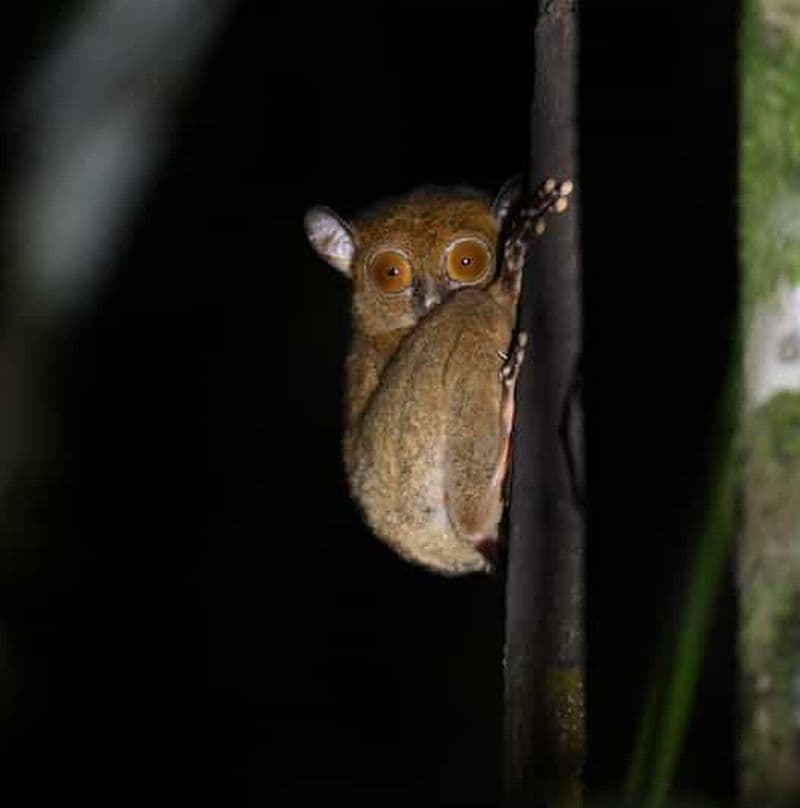 Billet Lahad Datu : aventure de 3 jours dans la jungle de Danum Valley avec guide