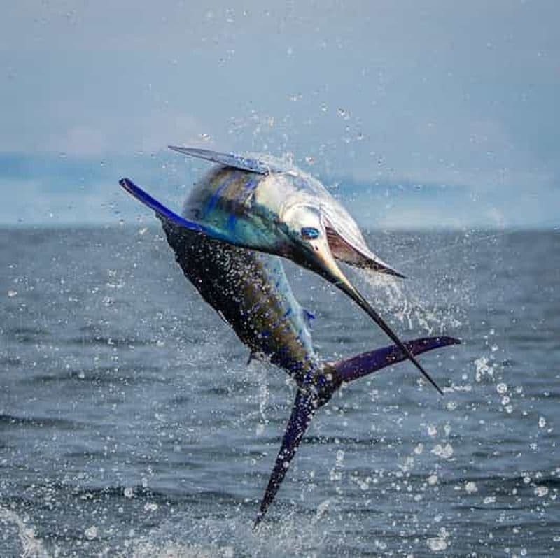 Billet Pêche sportive zanzibar