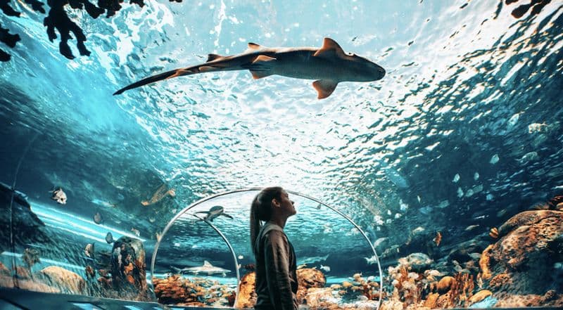 Toronto : Ripley's Aquarium of Canada billet d'entrée