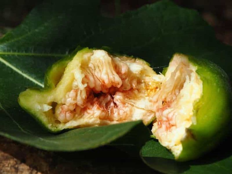 Billet Cisternino : Voyage parmi les arbres fruitiers