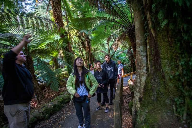 Billet Hobart : Excursion à terre dans le parc national et la faune du Mont Field