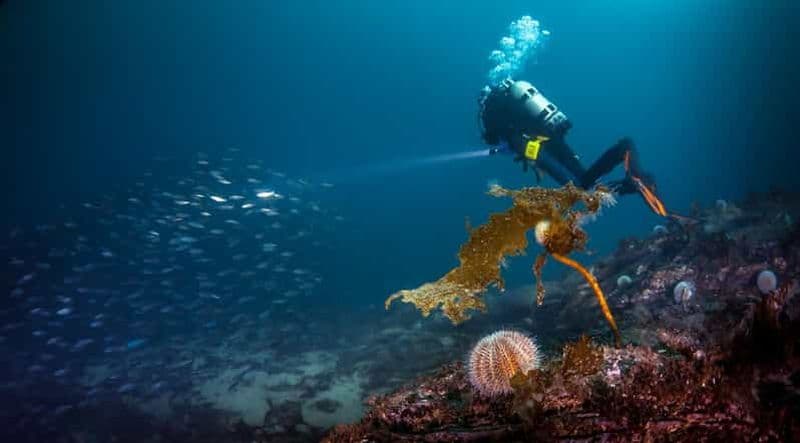 Bergen : plongée sous-marine guidée