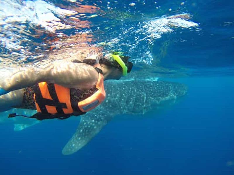 Billet Quintana Roo : baignade avec les requins-baleines, excursion en bateau privé et déjeuner