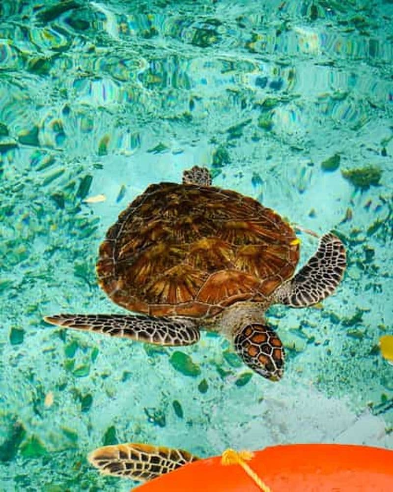 Billet Zanzibar : nagez avec des tortues dans l'aquarium naturel
