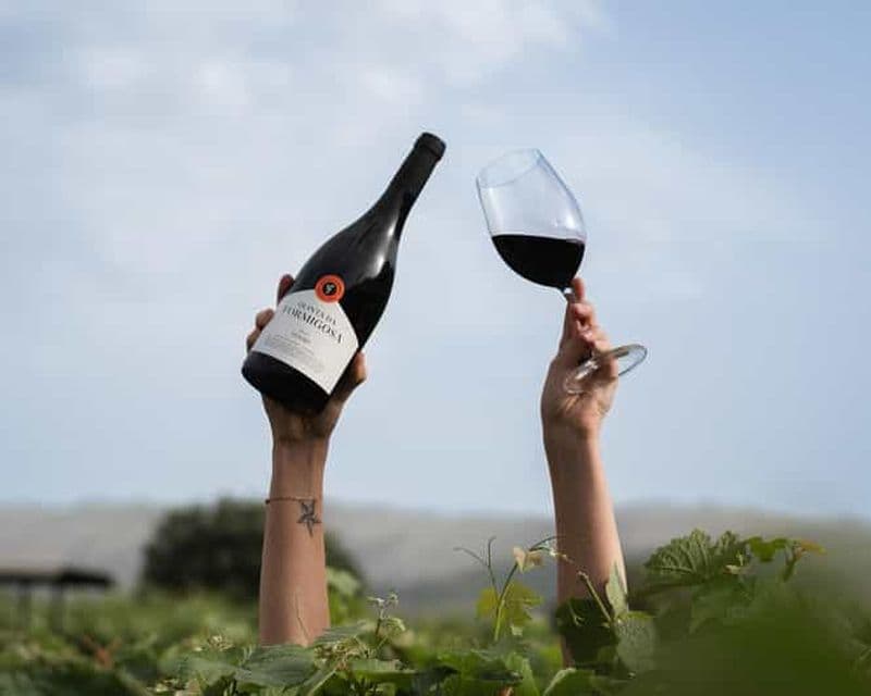 Pinhão : visite du vignoble Quinta da Formigosa et dégustation de vins