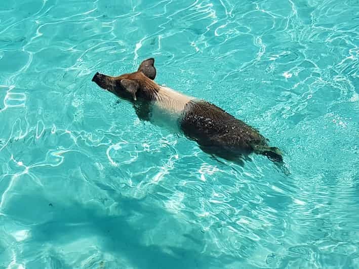 Nassau : Excursion de plongée avec masque et tuba sur l'île Rose (Pigs & Turtles)