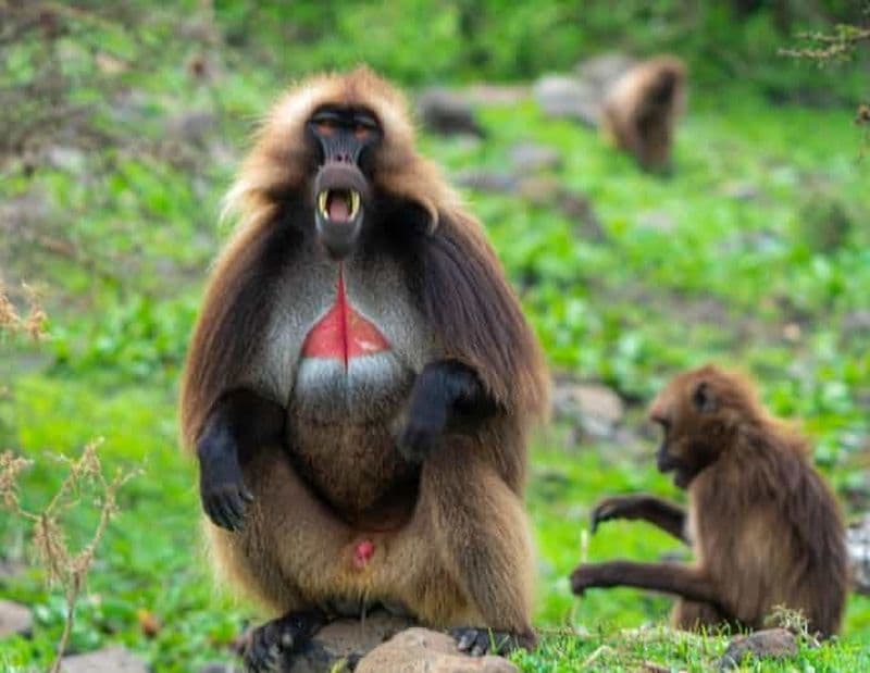 Billet Addis-Abeba : visite de Debre Libanos, des gorges du Nil Bleu et des grottes