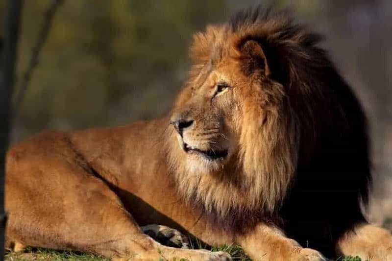 Paris : billet d'entrée au parc zoologique de Paris