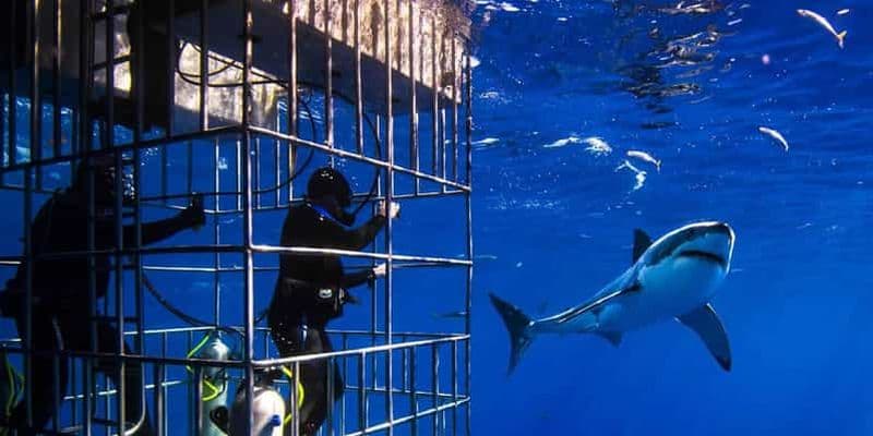 Billet Journée complète privée : Plongée avec cage à requins