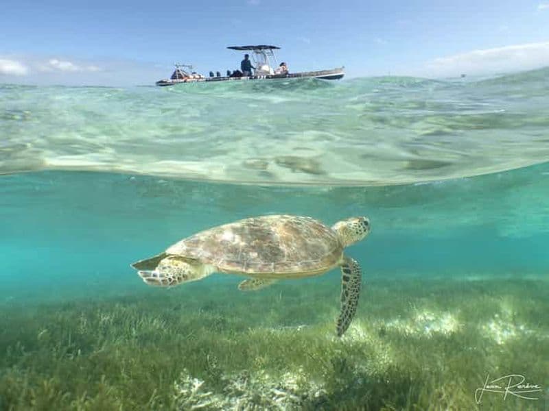 Terminal de Nouméa : excursion à l'île Signal et nage avec les tortues