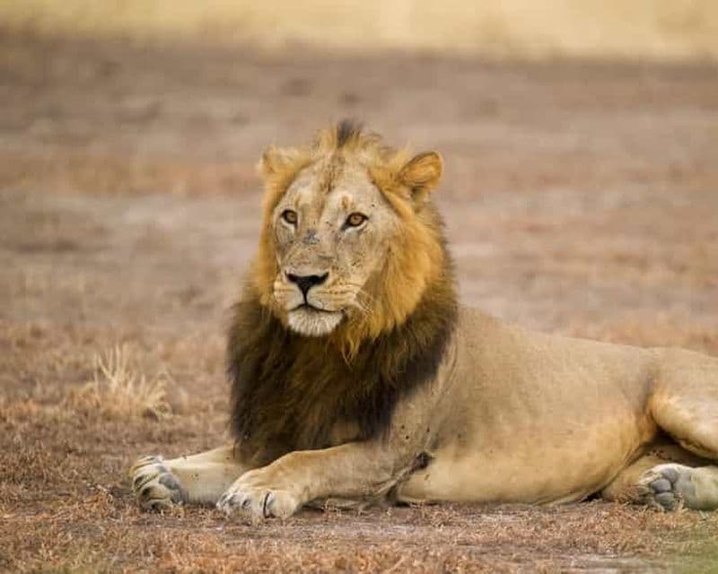 Billet Safari au cratère du Ngorongoro et expérience dans un village masaï