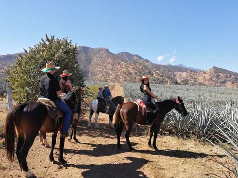Guadalajara : Randonnée à cheval sur la route de la Tequila avec dégustations