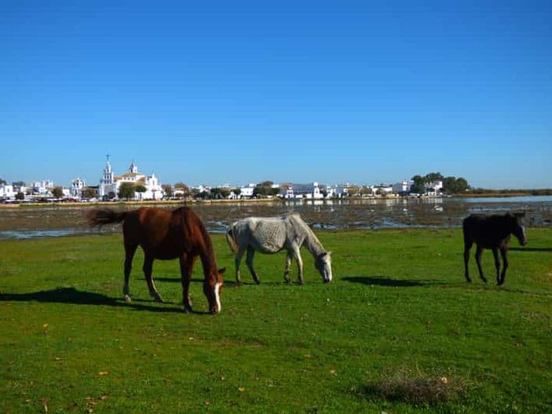 Billet Excursion hors route dans le parc national de Doñana depuis Séville
