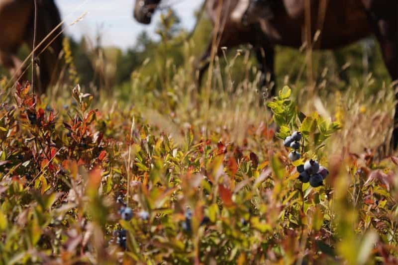 La Bleuetière : une introduction charmante à l'équitation