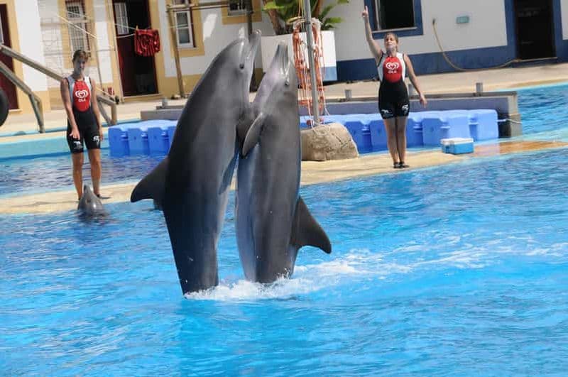 Antalya - Spectacle de dauphins et d'otaries avec prise en charge