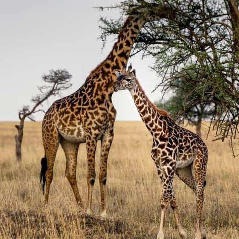 Billet Arusha : Safari de 3 jours dans les parcs nationaux du Tarangire et du lac Manyara...