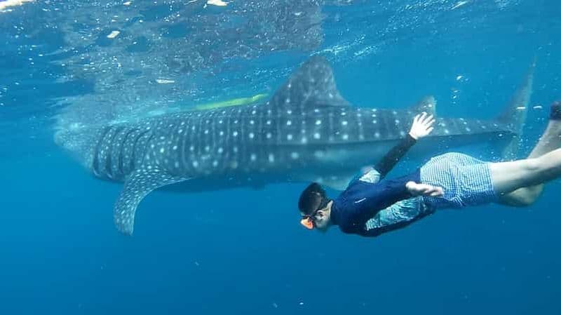 Cebu : nage avec les requins baleines et canyoning à Kawasan