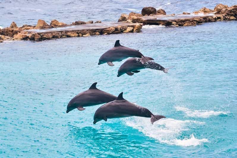 Ocho Rios : Journée à Dolphin Cove et nage avec les dauphins