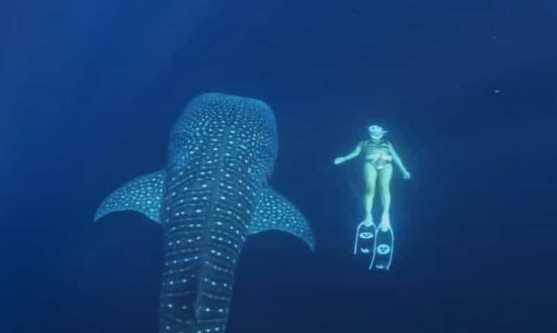 Aventure de 2 jours à l'île de Kenawa et observation des requins-baleines au départ de Lombok