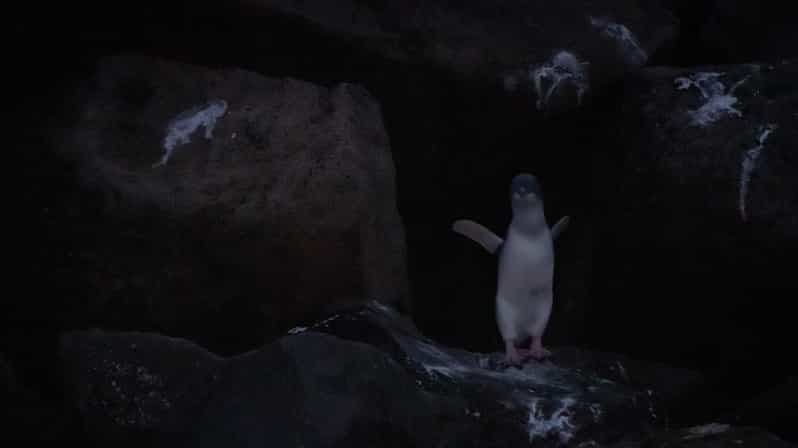Billet St Kilda : croisière au coucher du soleil pour observer les pingouins