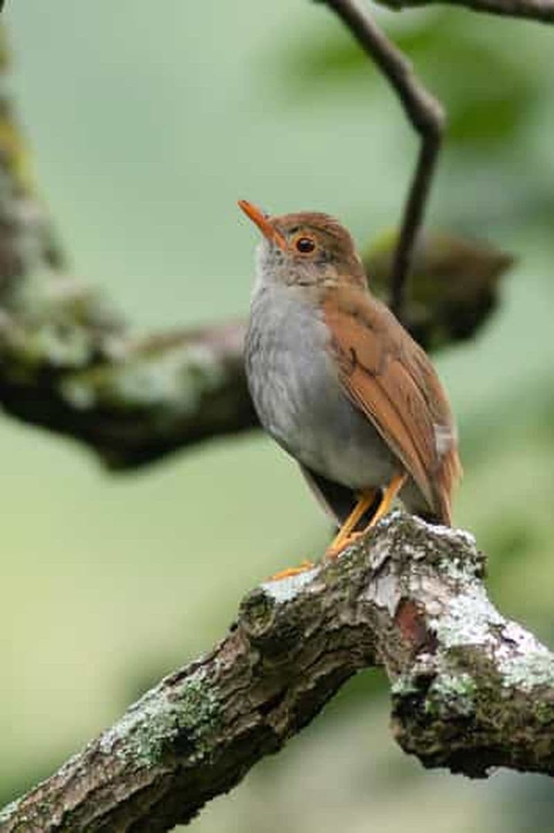 Santa Cruz La Laguna : visite d'observation des oiseaux du lac Atitlan