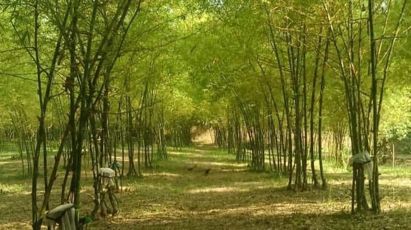 Billet Visite d'une jounée à Albay Bicol par ZCHEDULISTA