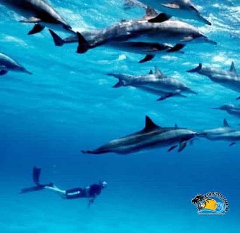 Billet Zanzibar : nage avec les dauphins de Mnemba et découverte de la culture masaï