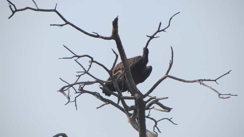 Croisière pour observer les dauphins et les phoques Visite des dunes de Sandwich Harbour
