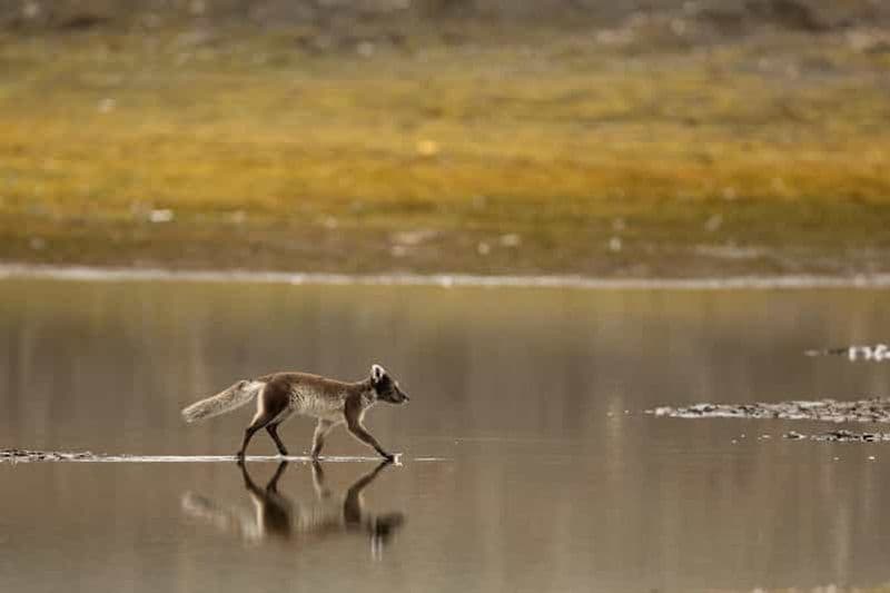 Longyearbyen : safari et randonnée photographique pour observer la faune sauvage