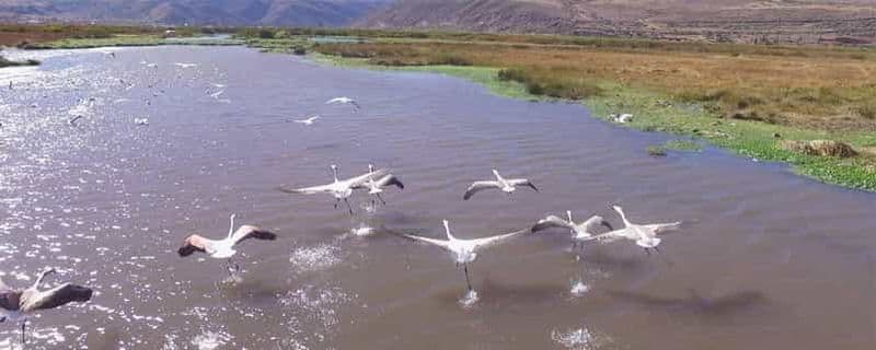 Observation des oiseaux au lac Huacarpay