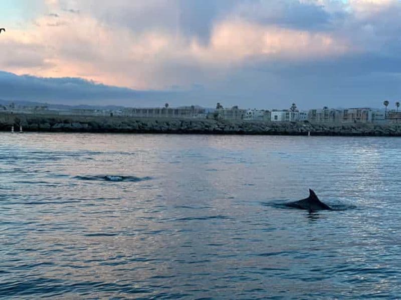 Observation des dauphins