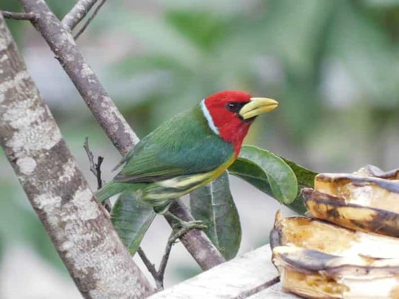 Observation des oiseaux TOUT compris - Depuis Medellín