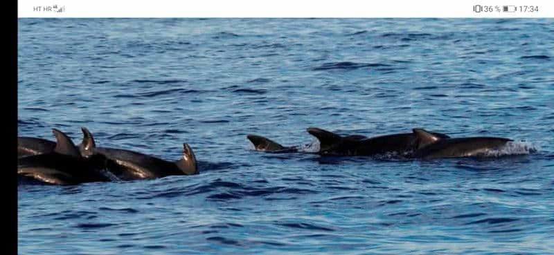 Billet Visite privée des dauphins en bateau à moteur, sans dauphin, pas de paiement